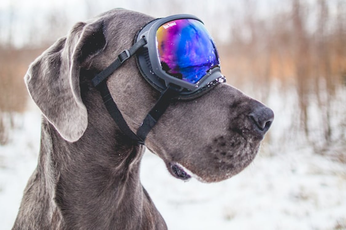 Hond met skibril