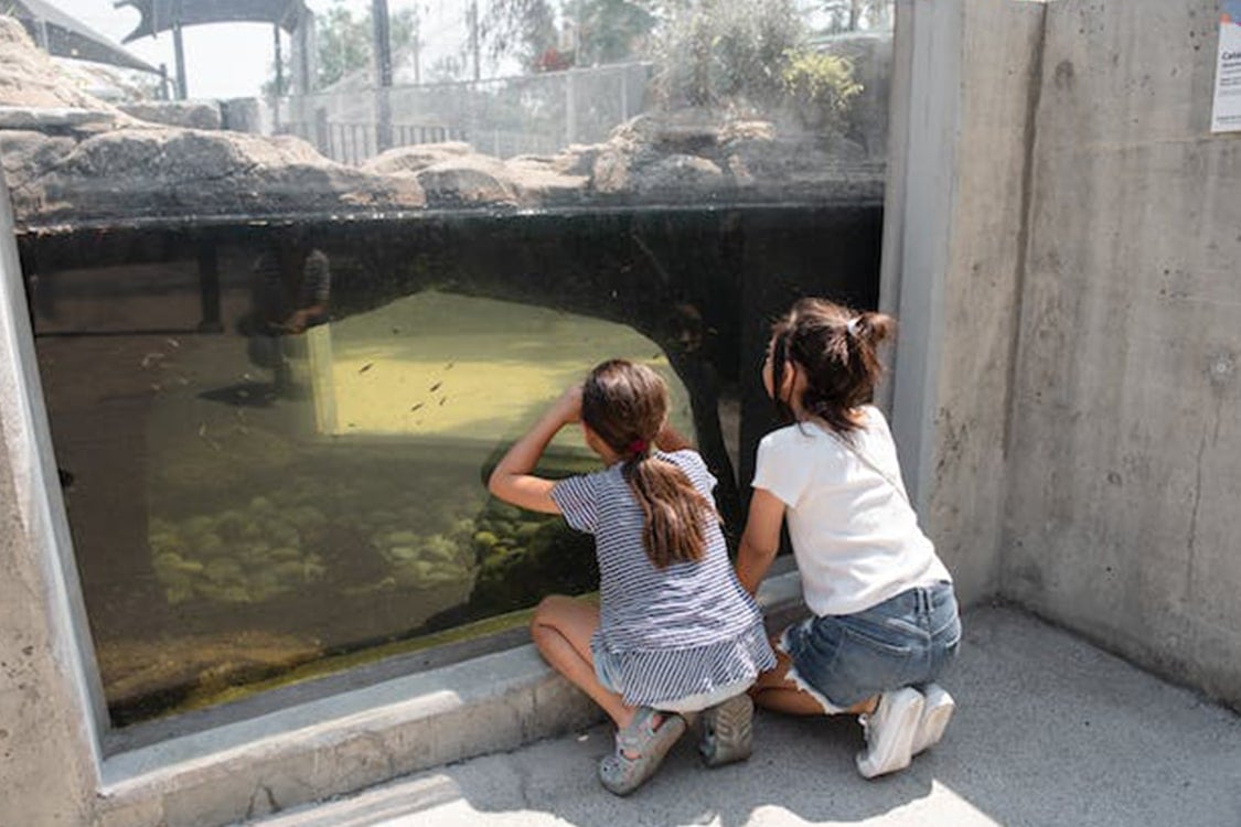 Kinderen in dierentuin