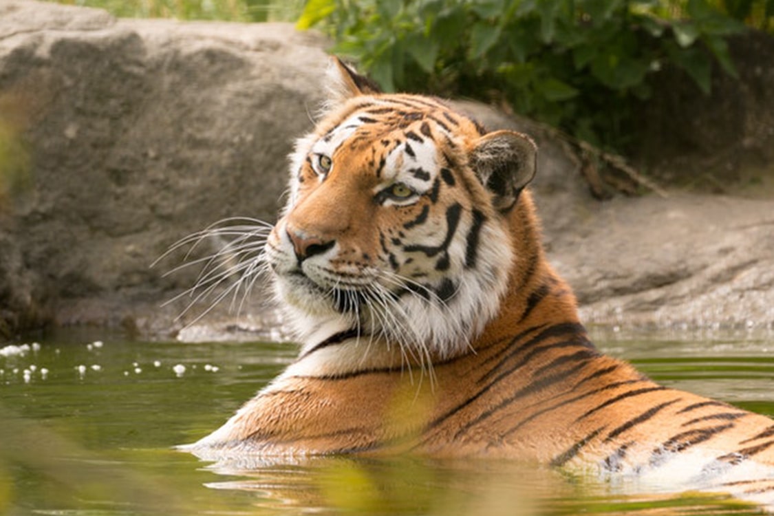 tijger dierentuin